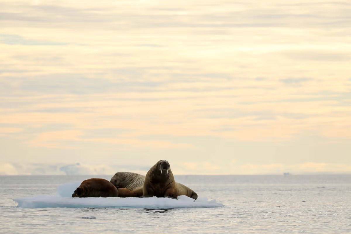 銀海郵輪_Svalbard