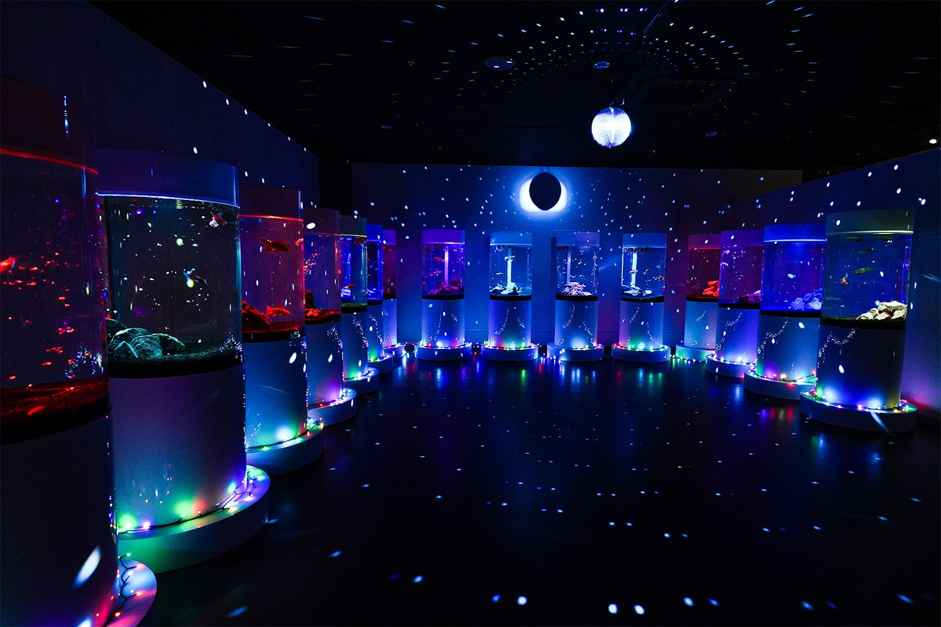 忍者體驗館＆金魚博物館（親子景點推薦）